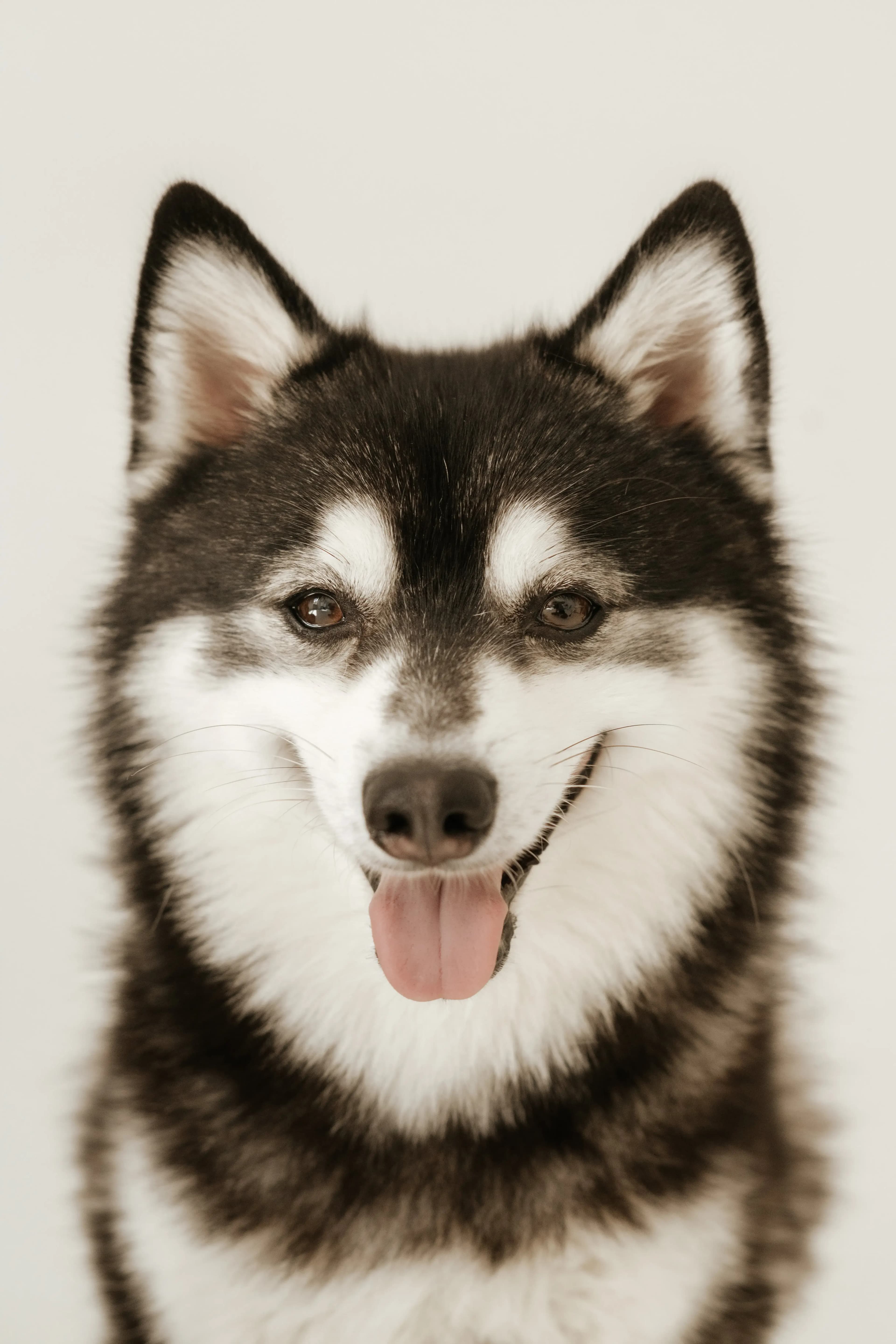 Hunde Fotoshooting Düsseldorf